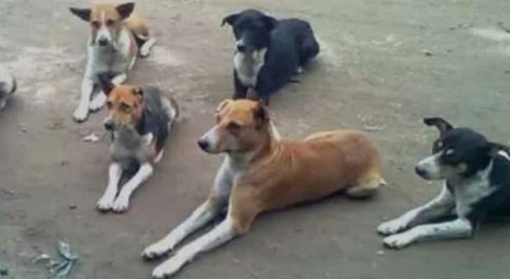 নোবিপ্রবিতে কুকুরের উপদ্রব বৃদ্ধি